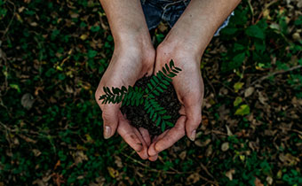 Plant in Hands